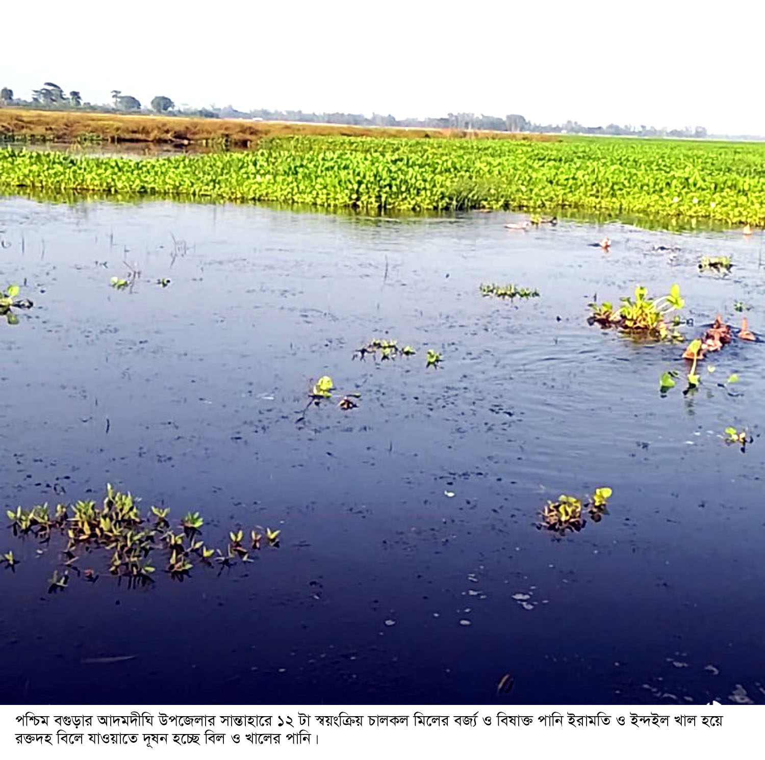 আদমদীঘিতে মিলের বিষাক্ত পানিতে রক্তদহ বিলের সর্বনাশ