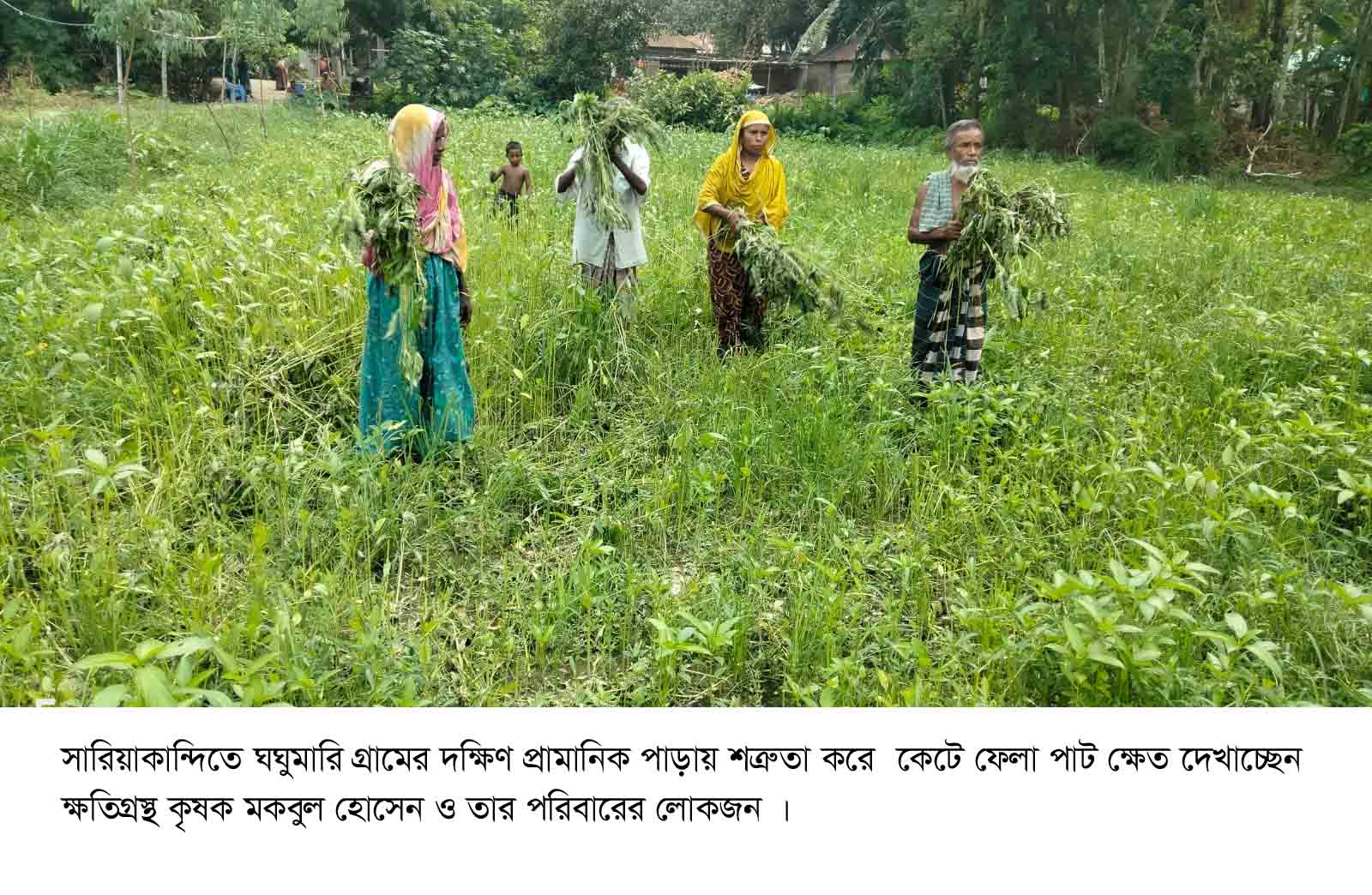 সারিয়াকান্দিতে পাট ক্ষেতের সাথে শত্রুতা