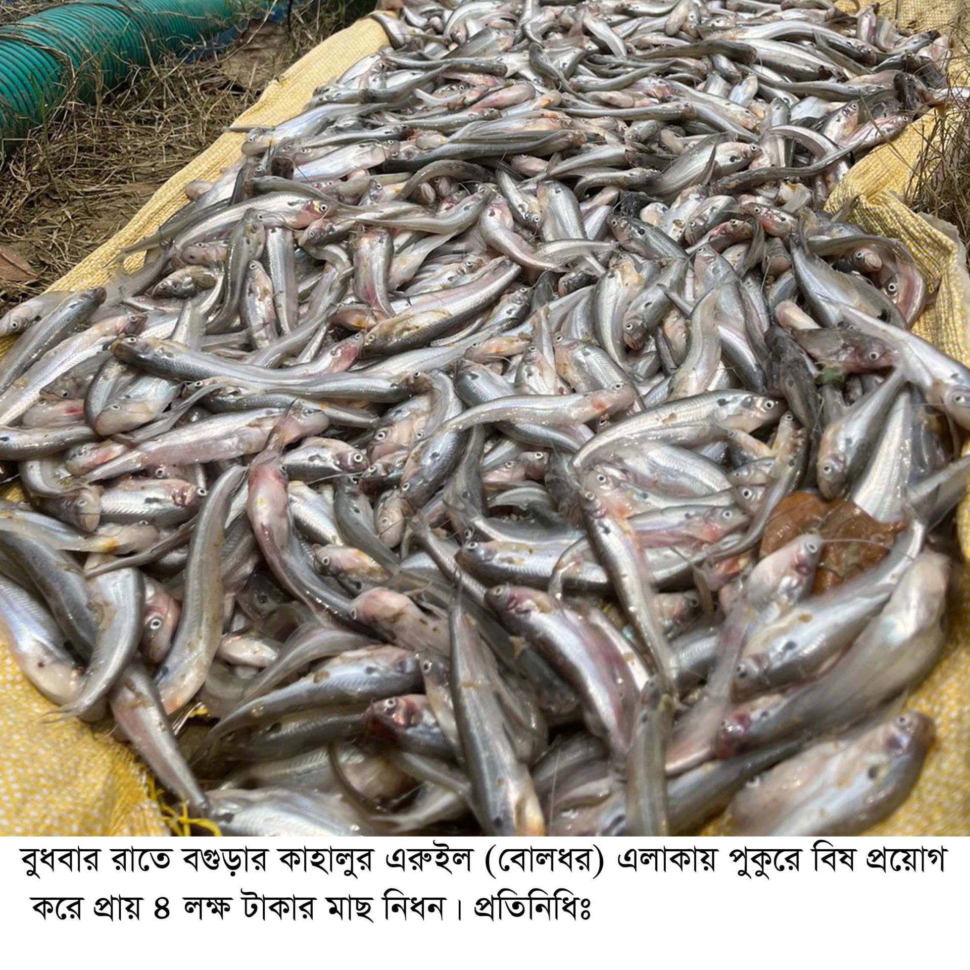 কাহালুতে পুকুরে বিষ প্রয়োগে প্রায় ৪ লক্ষ টাকার মাছ নিধন