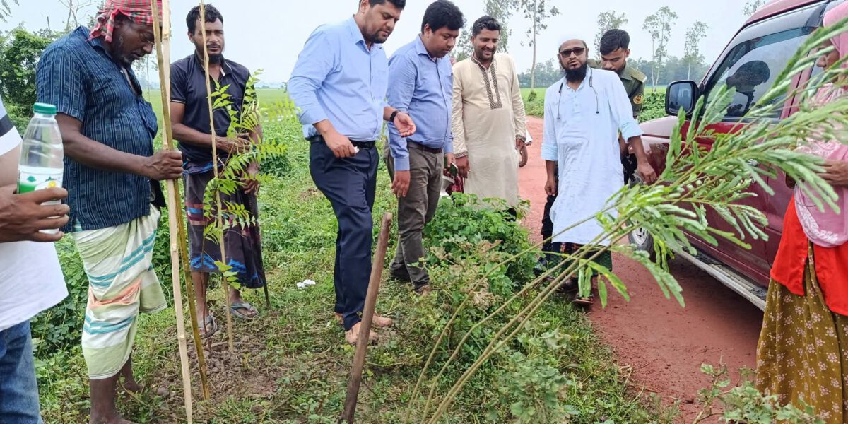 সিংড়ায় বিয়াশ-রাতাল রাস্তায় বৃক্ষরোপণ উদ্বোধন