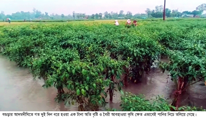আদমদীঘিতে অতি বৃষ্টিতে শাক-সবজি ক্ষেত ও বীজতলা পানির নিচে