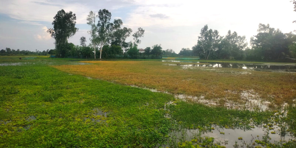 আদমদীঘির রক্তদহ বিল এলাকার নিচু জমিতে পানি জমে থাকায় ব্যাহত হচ্ছে চাষাবাদ