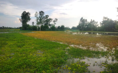 আদমদীঘির রক্তদহ বিল এলাকার নিচু জমিতে পানি জমে থাকায় ব্যাহত হচ্ছে চাষাবাদ