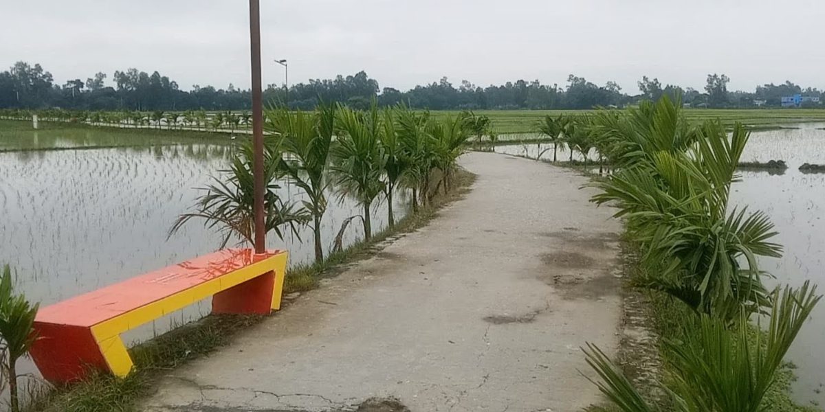 কালাই পৌরসভায় কাদা মাড়িয়ে চলার দিন শেষ, সবুজ মাঠের বুক চিরে নান্দনিক গ্রামীণ জনপদ
