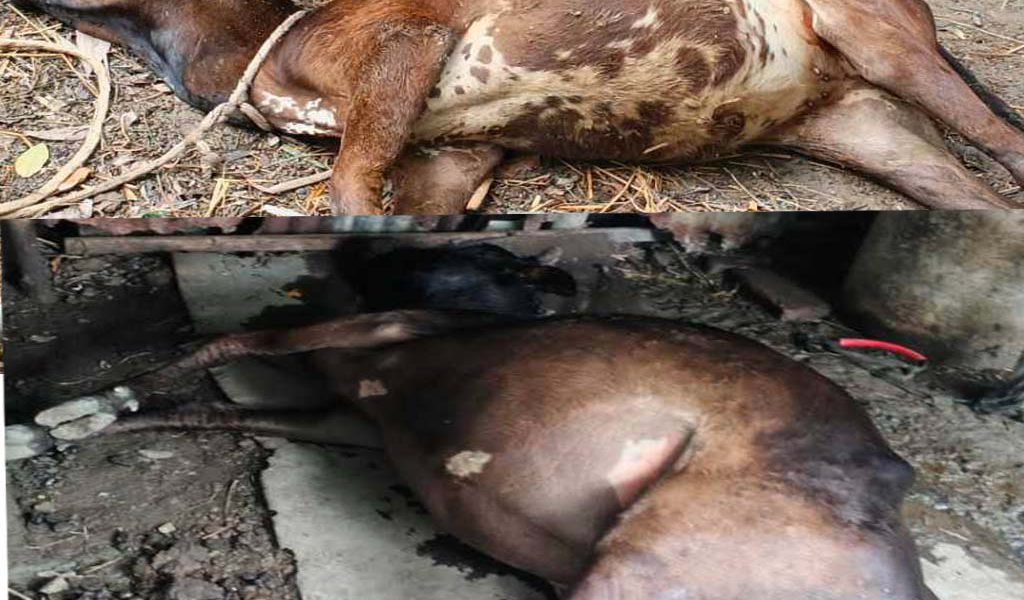 ধুনটে বিষ প্রয়োগে গরুর মৃত্যু