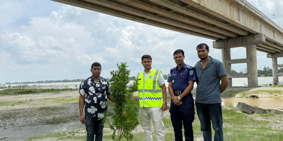 কুড়িগ্রামের ভূরুঙ্গামারীতে পুলিশের অভিযানে গাঁজা উদ্ধার, গাঁজা চাষি গ্রেফতার