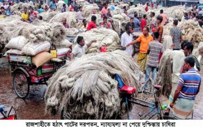 রাজশাহীতে হঠাৎ পাটের দরপতন, ন্যায্যমূল্য না পেয়ে দুশ্চিন্তায় চাষিরা