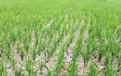 ঘোড়াঘাটে অনাবৃষ্টিতে আমন ক্ষেত ফেটে চৌচির, দিশাহারা কৃষক