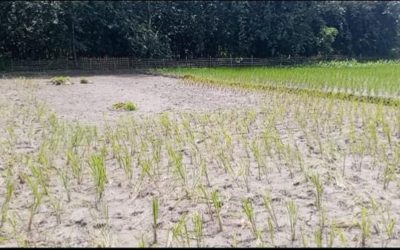 রংপুর সদর উপজেলার খলেয়া লালচাঁদপুরে জমি দখলের চেষ্টা, ধানের চারা উপড়ে ফেলার অভিযোগ