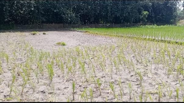 রংপুর সদর উপজেলার খলেয়া লালচাঁদপুরে জমি দখলের চেষ্টা, ধানের চারা উপড়ে ফেলার অভিযোগ