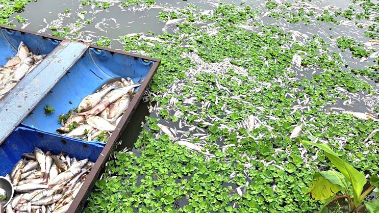বগুড়ার শেরপুরে পুকুরে গ্যাস ট্যাবলেট প্রয়োগে ১২ লক্ষাধিক টাকার মাছ নিধনের অভিযোগ