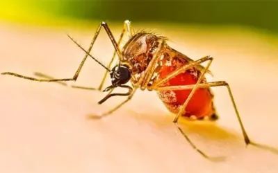 সেপ্টেম্বরে ডেঙ্গুতে মৃত্যু ১০০ ছুঁই ছুঁই