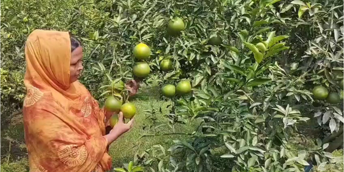 মাল্টা চাষে বাজিমাত গৃহবধূ শারমিন খাতুনের