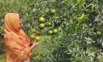 মাল্টা চাষে বাজিমাত গৃহবধূ শারমিন খাতুনের