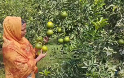 মাল্টা চাষে বাজিমাত গৃহবধূ শারমিন খাতুনের