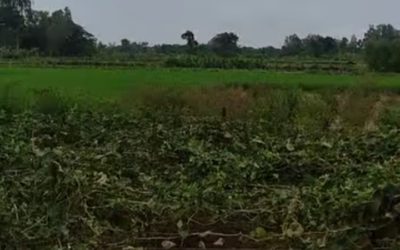 বদলগাছীতে ১২ বিঘা জমির পটল ক্ষেত নষ্ট করে দিলো দূর্বৃত্তরা