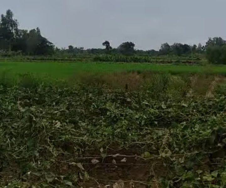 বদলগাছীতে ১২ বিঘা জমির পটল ক্ষেত নষ্ট করে দিলো দূর্বৃত্তরা