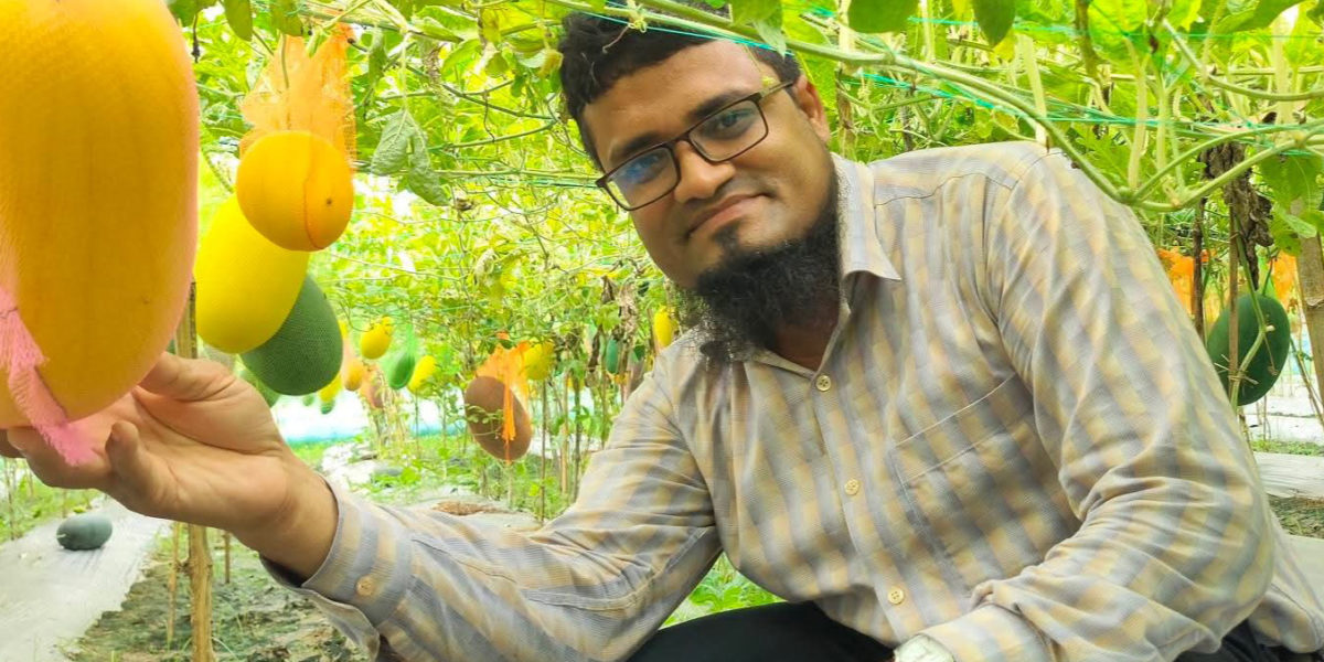 বরেন্দ্রভূমিতে মাচায় ঝুলছে অফ-সিজনের তরমুজ