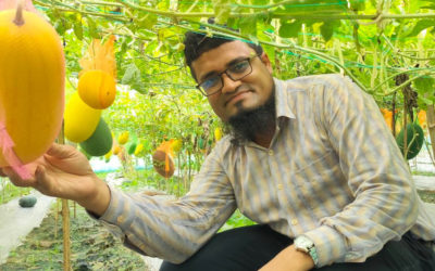 বরেন্দ্রভূমিতে মাচায় ঝুলছে অফ-সিজনের তরমুজ