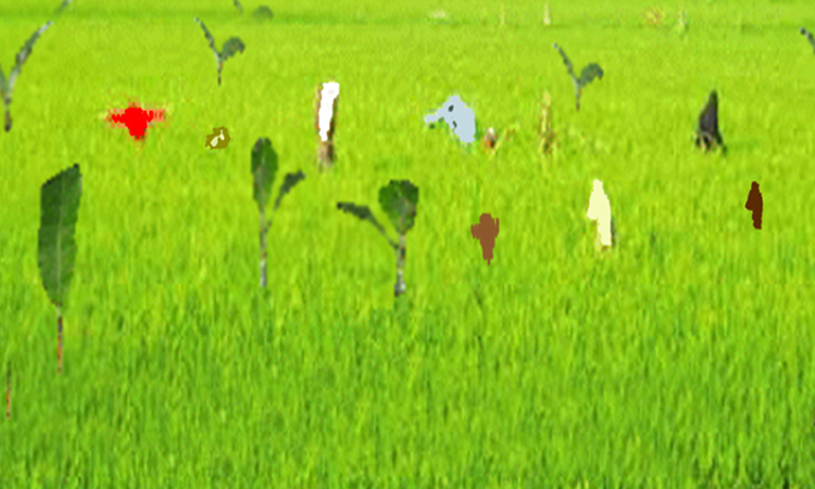 ঘোড়াঘাটে আমন ক্ষেতে ইঁদুরের আক্রমন কৃষক দিশেহারা