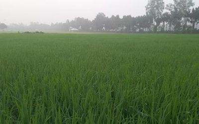 নন্দীগ্রামে আশ্বিনের শিশিরভেজা সবুজ ধানক্ষেতে বদলে যাচ্ছে প্রকৃতির রুপ