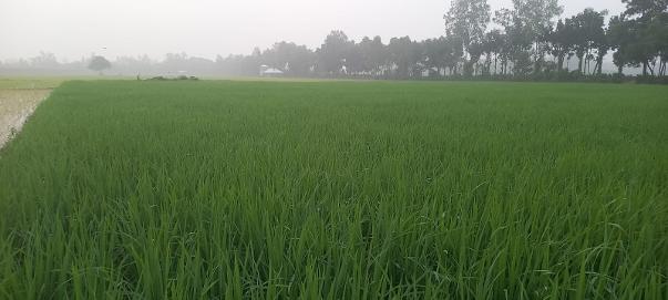 নন্দীগ্রামে আশ্বিনের শিশিরভেজা সবুজ ধানক্ষেতে বদলে যাচ্ছে প্রকৃতির রুপ