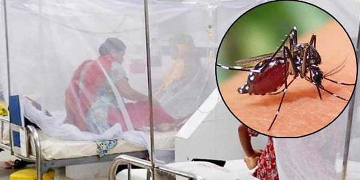 ডেঙ্গুতে আরো ৭ জনের মৃত্যু, হাসপাতালে ভর্তি ১৮৭২
