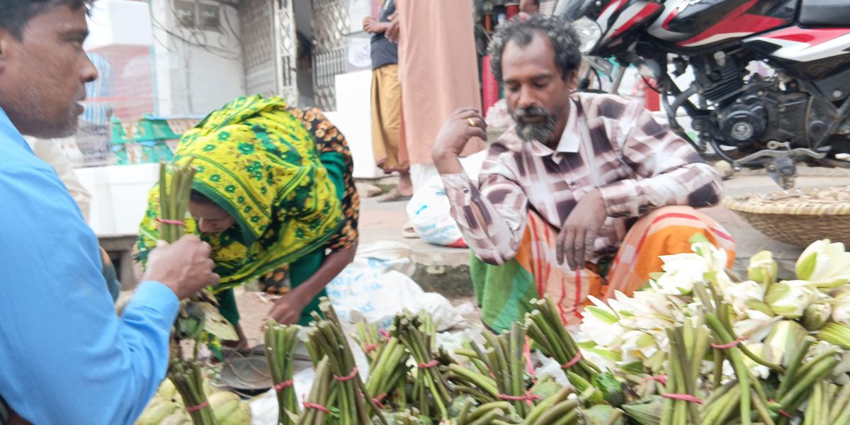চলনবিলের শাপলা-ঢ্যাপ বিক্রিতে সংসার চলে আব্দুল আলিমের
