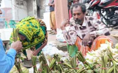 চলনবিলের শাপলা-ঢ্যাপ বিক্রিতে সংসার চলে আব্দুল আলিমের