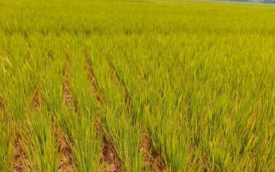 নন্দীগ্রামে অনাবৃষ্টিতে আমনক্ষেত ফেটে চৌচির, সেচের পানির জন্য হাহাকার