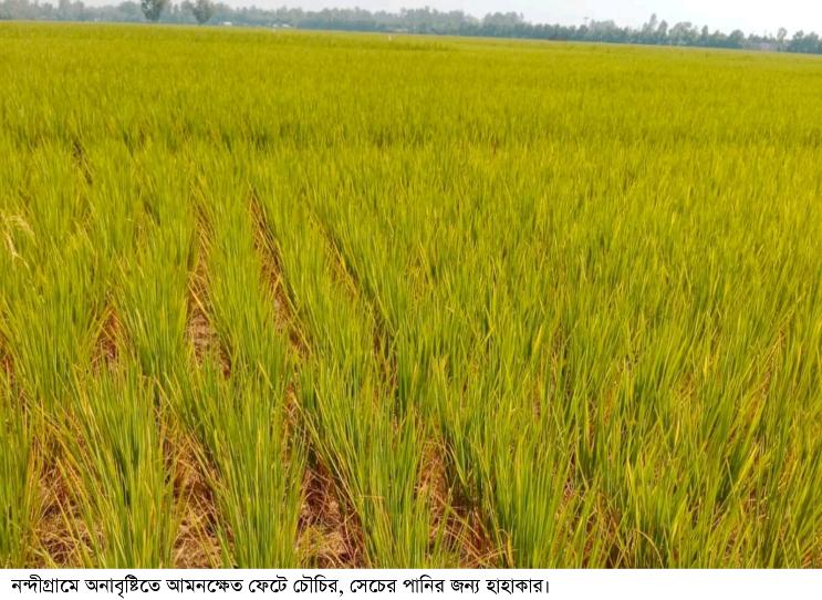 নন্দীগ্রামে অনাবৃষ্টিতে আমনক্ষেত ফেটে চৌচির, সেচের পানির জন্য হাহাকার